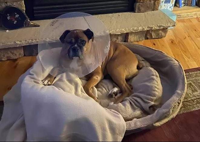 Sadie recovery